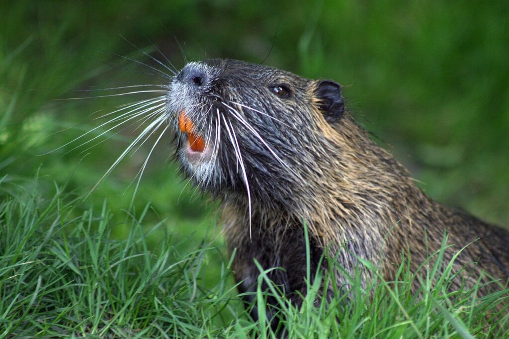 beaver, animal, nature-493798.jpg